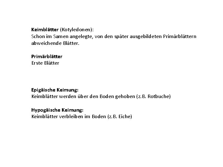 Keimblätter (Kotyledonen): Schon im Samen angelegte, von den später ausgebildeten Primärblättern abweichende Blätter. Primärblätter