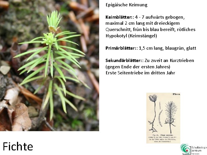 Epigäische Keimung Keimblätter: : 4 - 7 aufwärts gebogen, maximal 2 cm lang mit