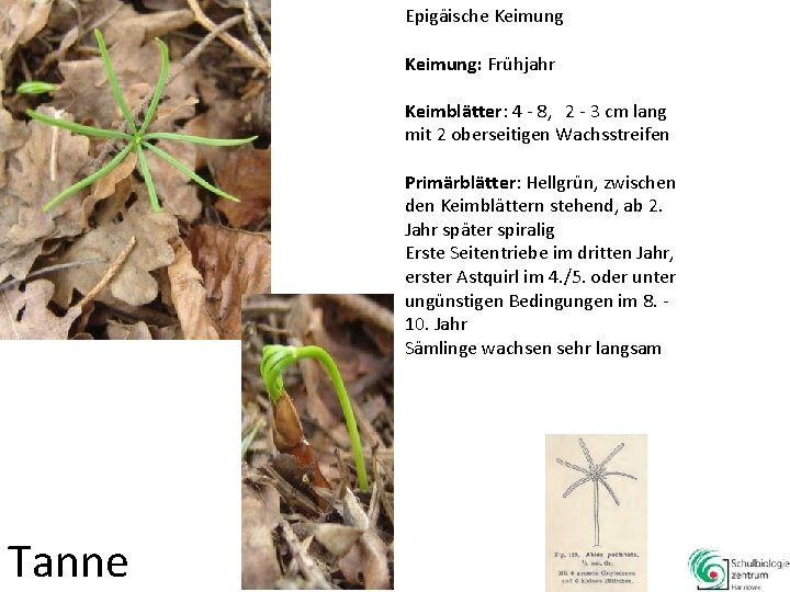 Epigäische Keimung: Frühjahr Keimblätter: 4 - 8, 2 - 3 cm lang mit 2