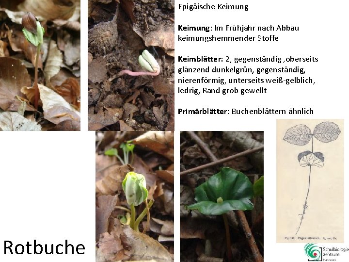 Epigäische Keimung: Im Frühjahr nach Abbau keimungshemmender Stoffe Keimblätter: 2, gegenständig , oberseits glänzend