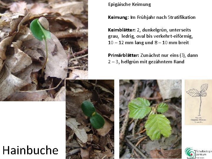 Epigäische Keimung: Im Frühjahr nach Stratifikation Keimblätter: 2, dunkelgrün, unterseits grau, ledrig, oval bis