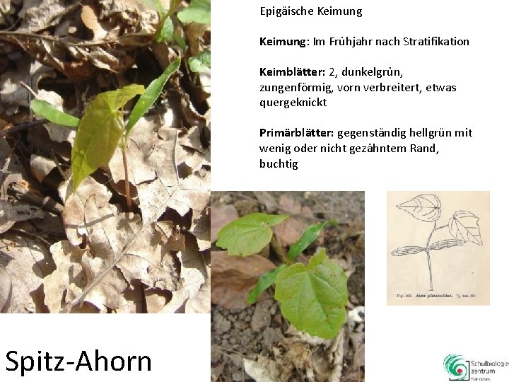 Epigäische Keimung: Im Frühjahr nach Stratifikation Keimblätter: 2, dunkelgrün, zungenförmig, vorn verbreitert, etwas quergeknickt