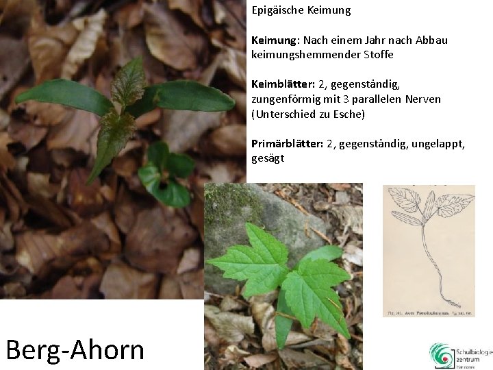 Epigäische Keimung: Nach einem Jahr nach Abbau keimungshemmender Stoffe Keimblätter: 2, gegenständig, zungenförmig mit