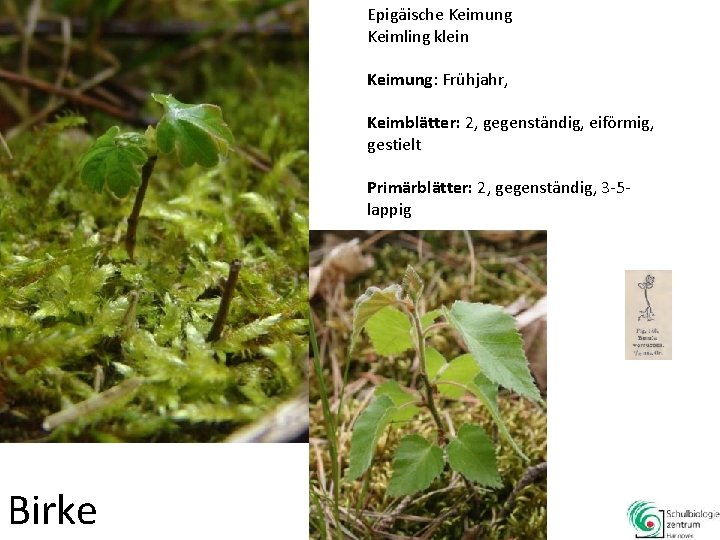 Epigäische Keimung Keimling klein Keimung: Frühjahr, Keimblätter: 2, gegenständig, eiförmig, gestielt Primärblätter: 2, gegenständig,