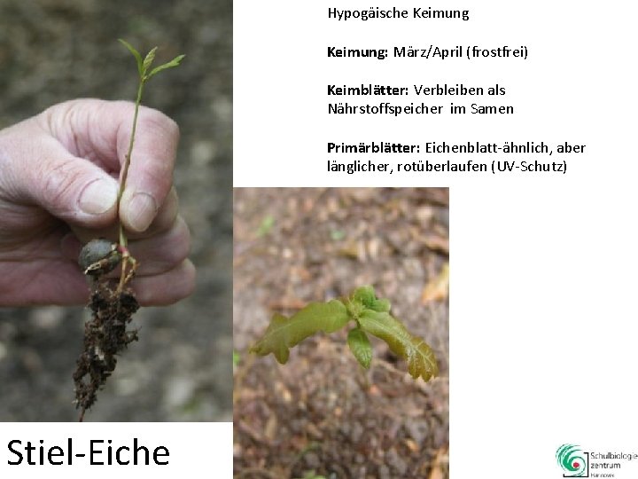Hypogäische Keimung: März/April (frostfrei) Keimblätter: Verbleiben als Nährstoffspeicher im Samen Primärblätter: Eichenblatt-ähnlich, aber länglicher,