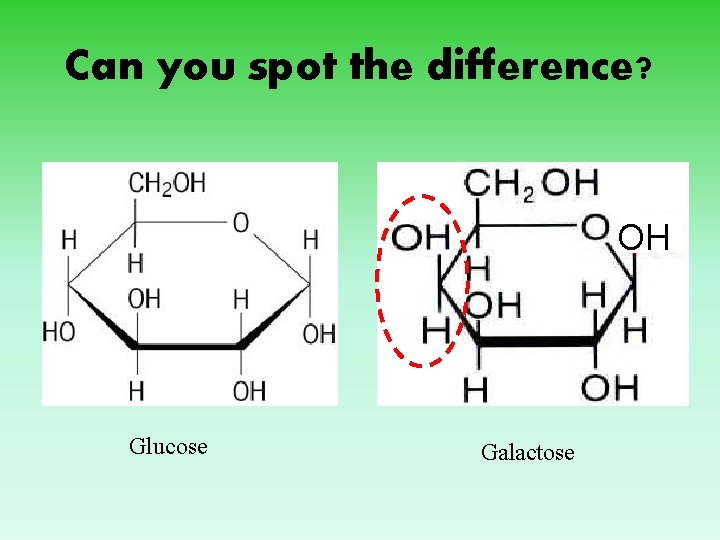 Can you spot the difference? OH Glucose Galactose 