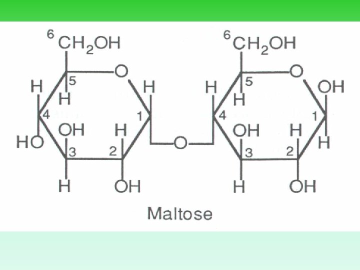 Maltose - A Second Look 