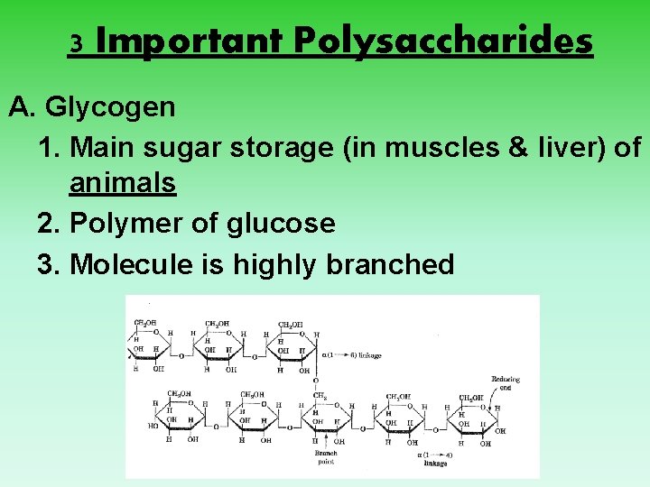 3 Important Polysaccharides A. Glycogen 1. Main sugar storage (in muscles & liver) of