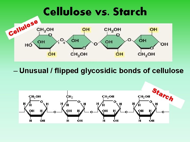 e Cellulose vs. Starch s o l u ll e C – Unusual /