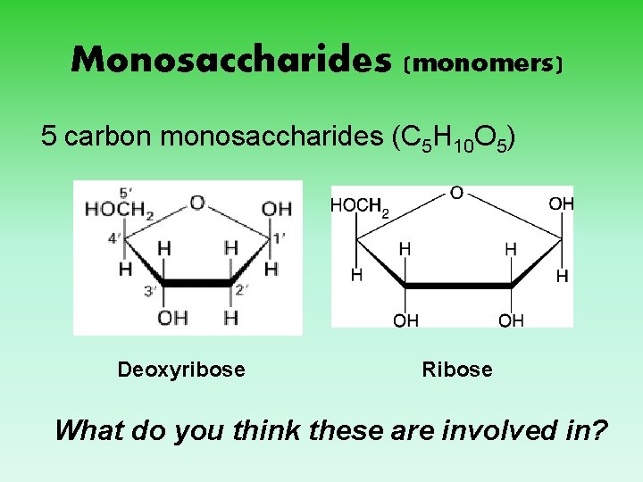 Monosaccharides (monomers) 5 carbon monosaccharides (C 5 H 10 O 5) Deoxyribose Ribose What