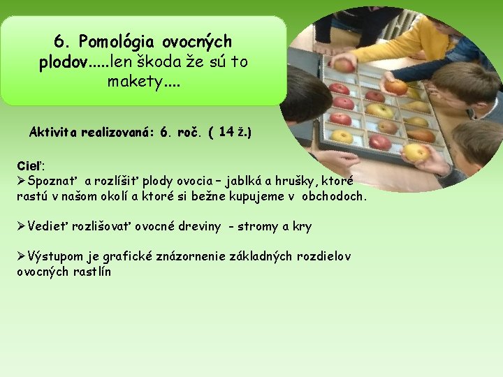 6. Pomológia ovocných plodov. . . len škoda že sú to makety. . Aktivita