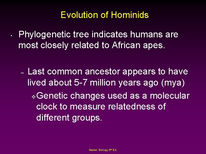 Evolution of Hominids • Phylogenetic tree indicates humans are most closely related to African
