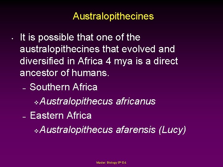 Australopithecines • It is possible that one of the australopithecines that evolved and diversified