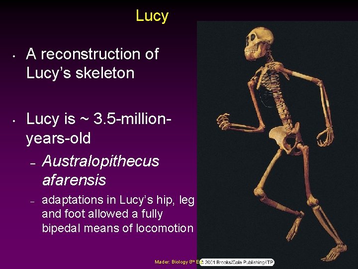 Lucy • • A reconstruction of Lucy’s skeleton Lucy is ~ 3. 5 -millionyears-old