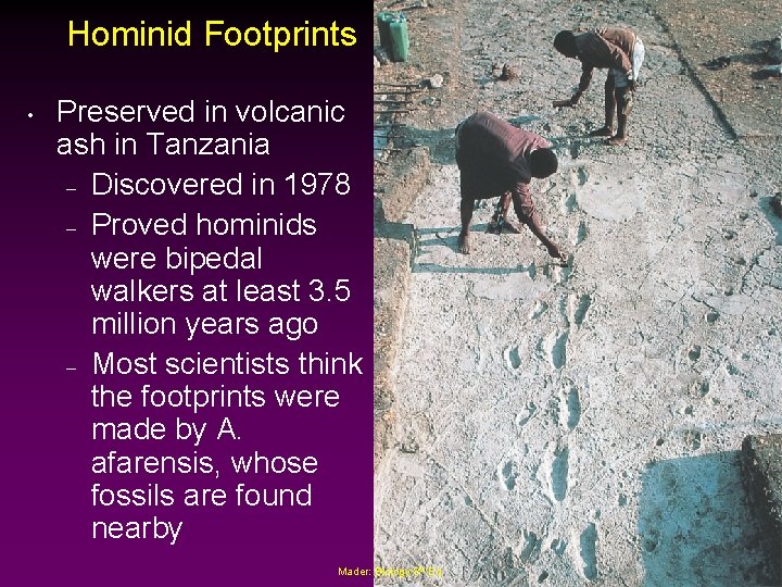 Hominid Footprints • Preserved in volcanic ash in Tanzania – Discovered in 1978 –