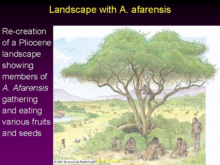 Landscape with A. afarensis Re-creation of a Pliocene landscape showing members of A. Afarensis