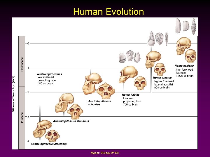 Human Evolution Mader: Biology 8 th Ed. 