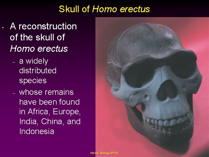 Skull of Homo erectus • A reconstruction of the skull of Homo erectus –