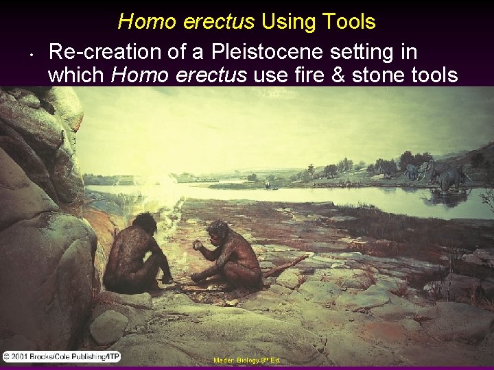  • Homo erectus Using Tools Re-creation of a Pleistocene setting in which Homo
