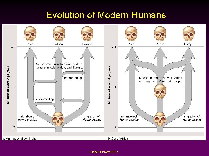 Evolution of Modern Humans Mader: Biology 8 th Ed. 