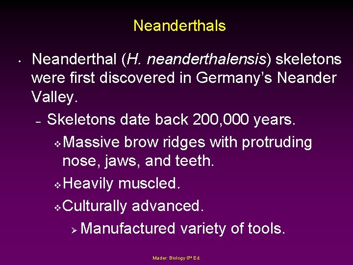 Neanderthals • Neanderthal (H. neanderthalensis) skeletons were first discovered in Germany’s Neander Valley. –