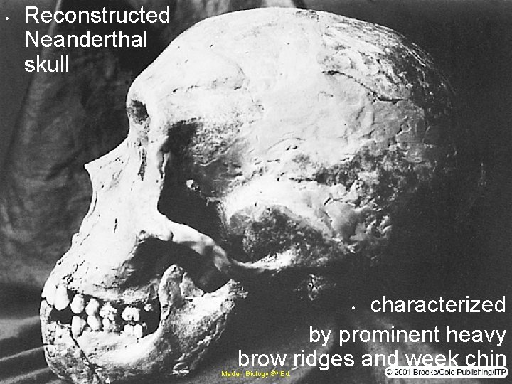  • Reconstructed Neanderthal skull characterized by prominent heavy brow ridges and week chin