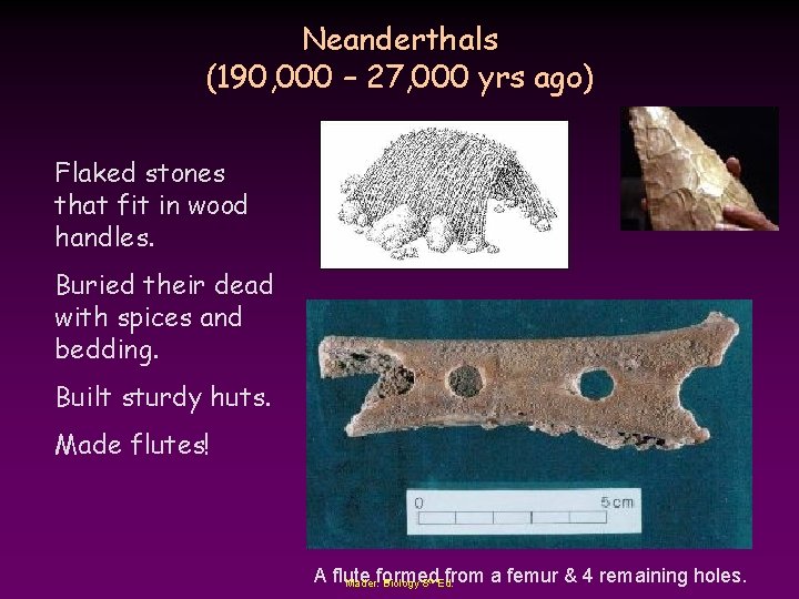 Neanderthals (190, 000 – 27, 000 yrs ago) Flaked stones that fit in wood