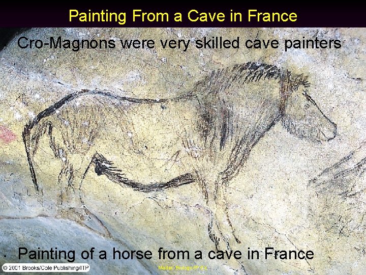 Painting From a Cave in France • Cro-Magnons were very skilled cave painters •
