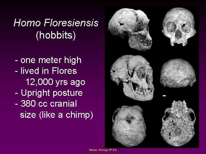 Homo Floresiensis (hobbits) - one meter high - lived in Flores 12, 000 yrs