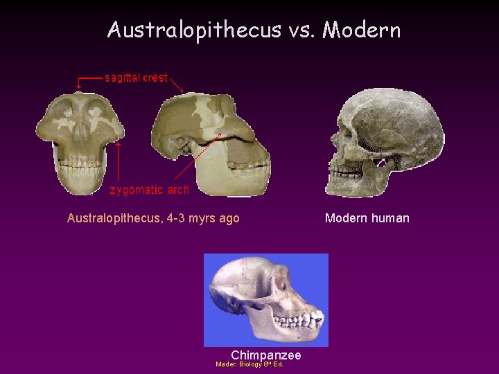 Australopithecus vs. Modern Australopithecus, 4 -3 myrs ago Chimpanzee Mader: Biology 8 th Ed.