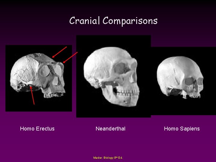 Cranial Comparisons Homo Erectus Neanderthal Mader: Biology 8 th Ed. Homo Sapiens 
