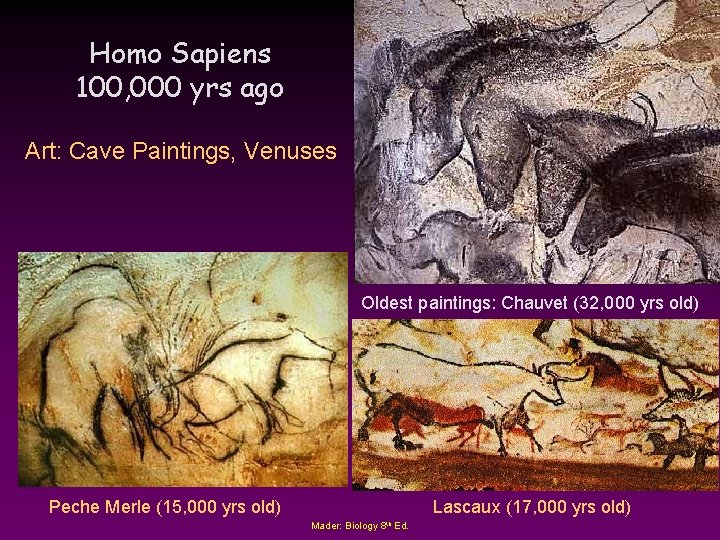 Homo Sapiens 100, 000 yrs ago Art: Cave Paintings, Venuses Oldest paintings: Chauvet (32,