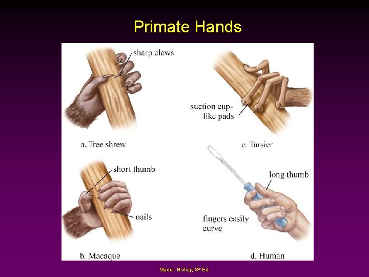Primate Hands Mader: Biology 8 th Ed. 