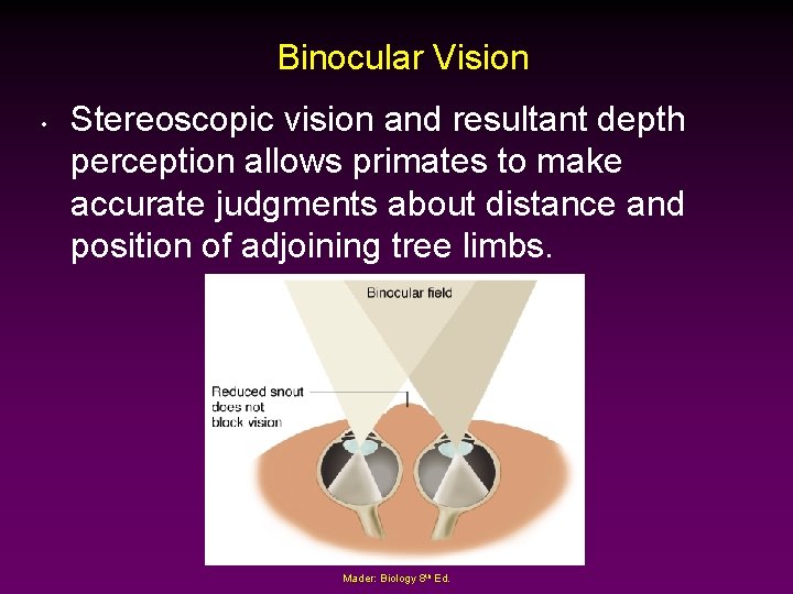 Binocular Vision • Stereoscopic vision and resultant depth perception allows primates to make accurate