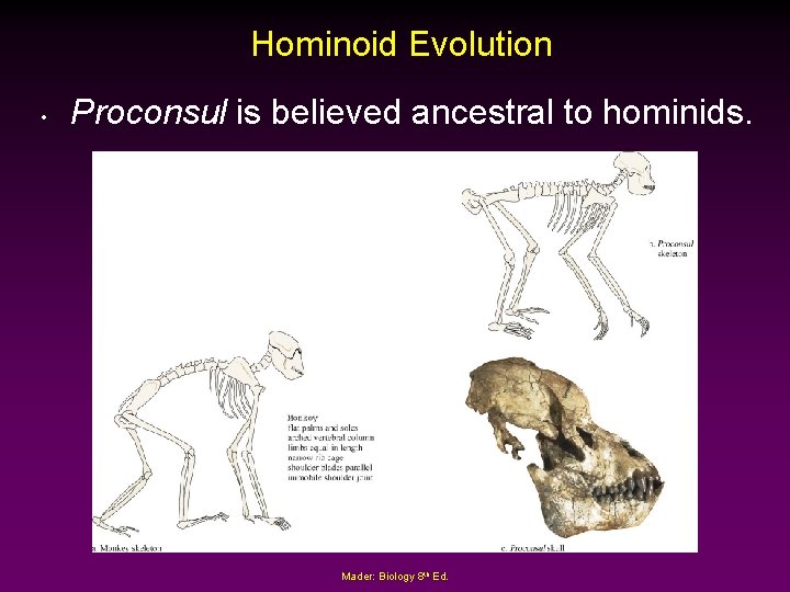 Hominoid Evolution • Proconsul is believed ancestral to hominids. Mader: Biology 8 th Ed.