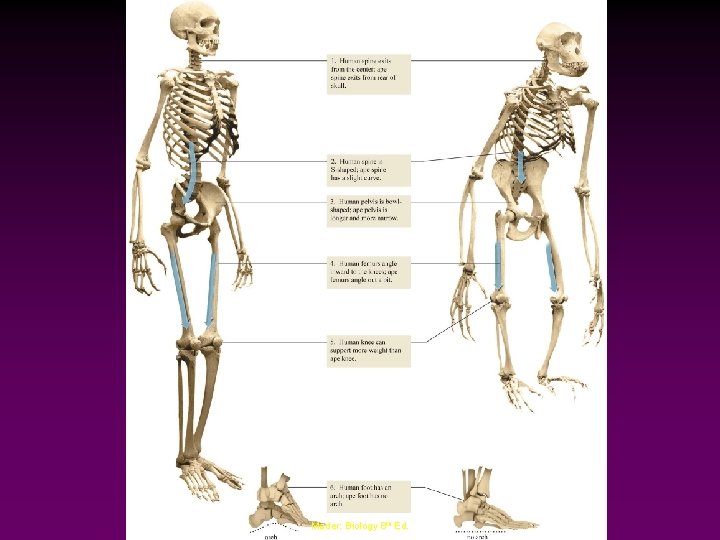 Mader: Biology 8 th Ed. 