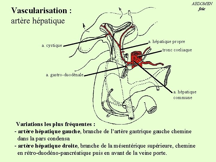 ABDOMEN foie Vascularisation : artère hépatique a. cystique a. hépatique propre tronc coeliaque a.