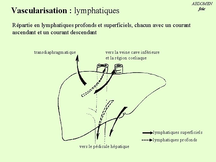 ABDOMEN foie Vascularisation : lymphatiques Répartie en lymphatiques profonds et superficiels, chacun avec un