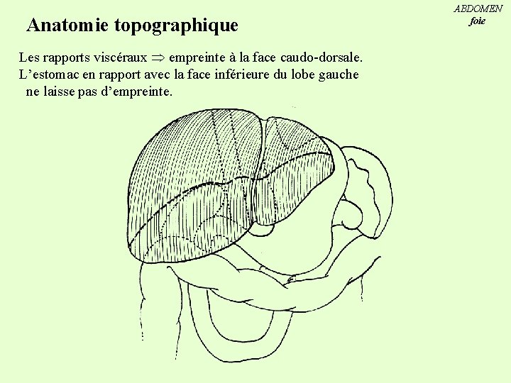 Anatomie topographique Les rapports viscéraux empreinte à la face caudo-dorsale. L’estomac en rapport avec