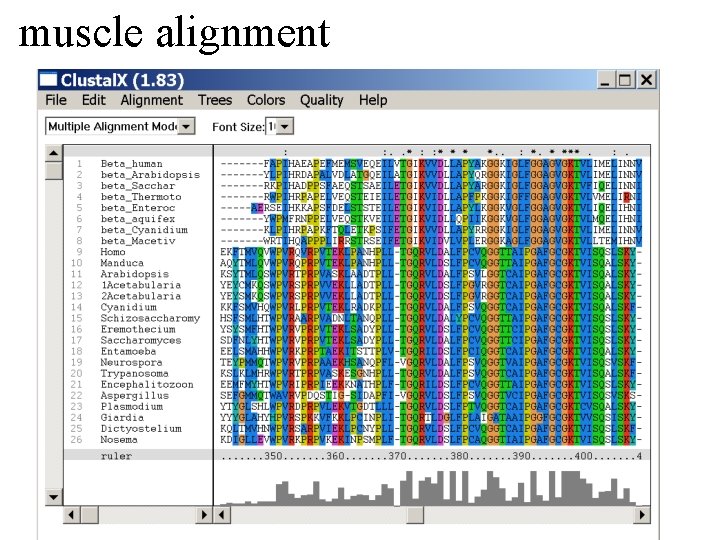 muscle alignment 