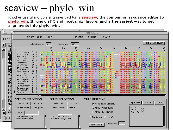 seaview – phylo_win Another useful multiple alignment editor is seaview, the companion sequence editor