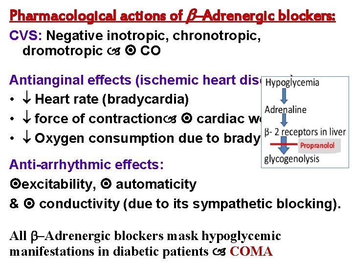 Pharmacological actions of –Adrenergic blockers: CVS: Negative inotropic, chronotropic, dromotropic CO Antianginal effects (ischemic
