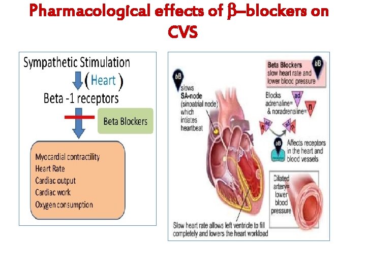 Pharmacological effects of –blockers on CVS 