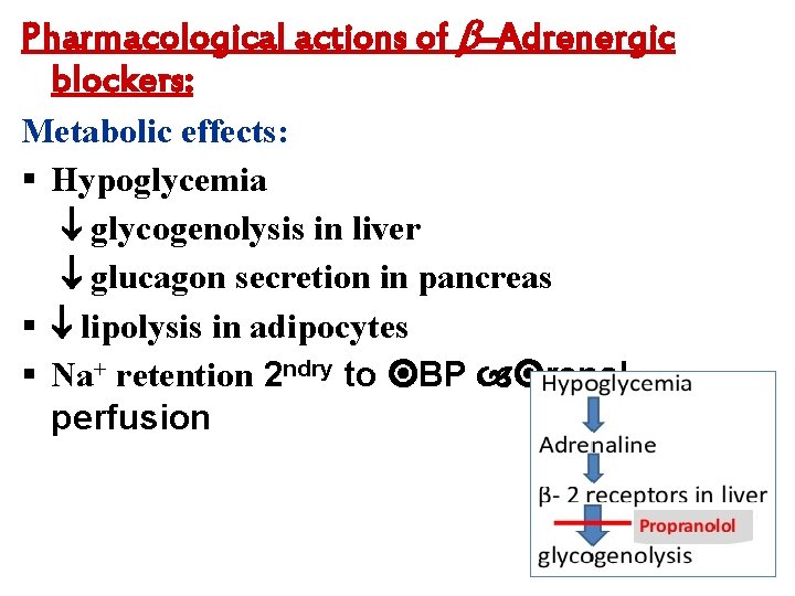Pharmacological actions of –Adrenergic blockers: Metabolic effects: § Hypoglycemia glycogenolysis in liver glucagon secretion