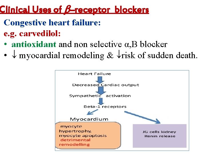 Clinical Uses of –receptor blockers Congestive heart failure: e. g. carvedilol: • antioxidant and