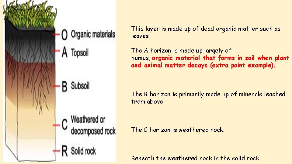 This layer is made up of dead organic matter such as leaves The A