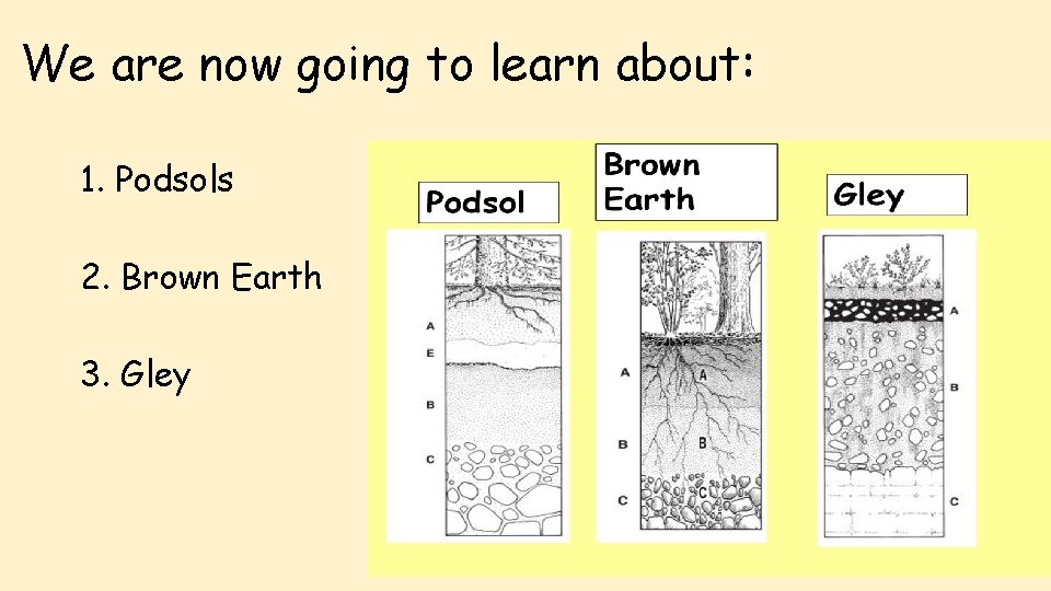 We are now going to learn about: 1. Podsols 2. Brown Earth 3. Gley