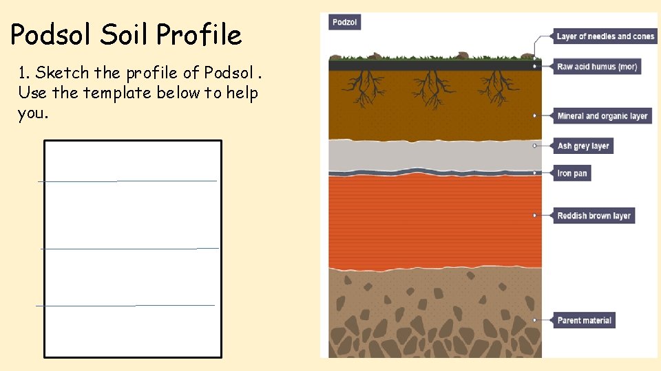 Podsol Soil Profile 1. Sketch the profile of Podsol. Use the template below to