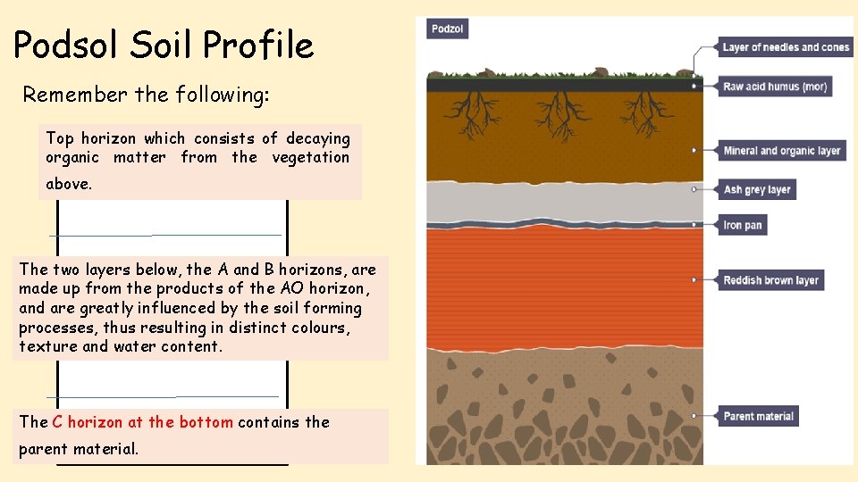 Podsol Soil Profile Remember the following: Top horizon which consists of decaying organic matter