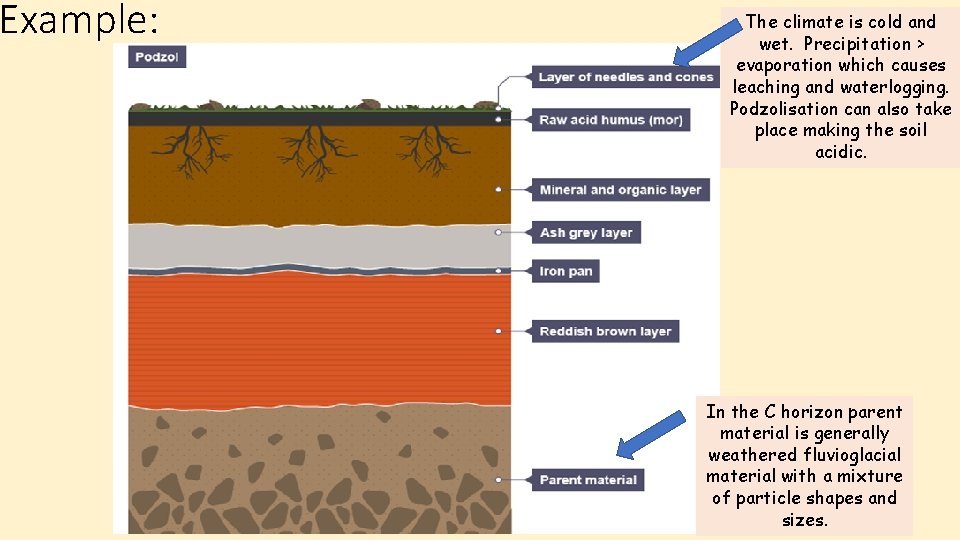 Example: The climate is cold and wet. Precipitation > evaporation which causes leaching and